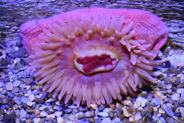 Anemone marino in un serbatoio d'acqua - Foto, immagini