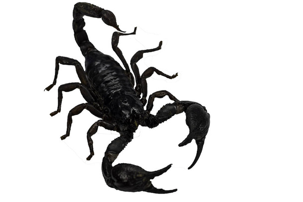 Skorpion isoliert auf weißem Hintergrund. - Foto, Bild
