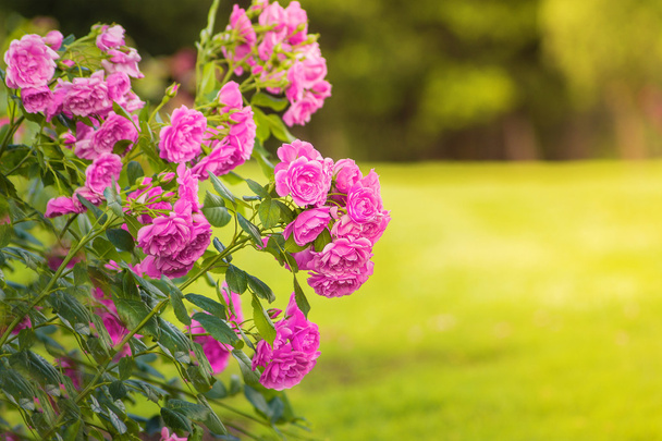 Pink Rose bush - Фото, зображення
