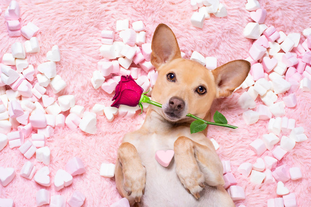 Valentijnsdag trouwhond in liefde roos - Foto, afbeelding