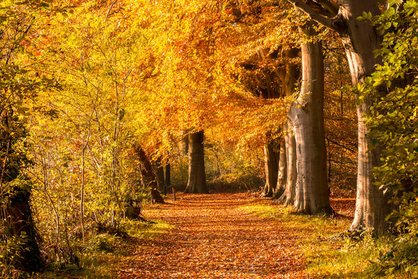 Aurinko paistaa puiden läpi metsässä kaatuneet lehdet päällä
  - Valokuva, kuva