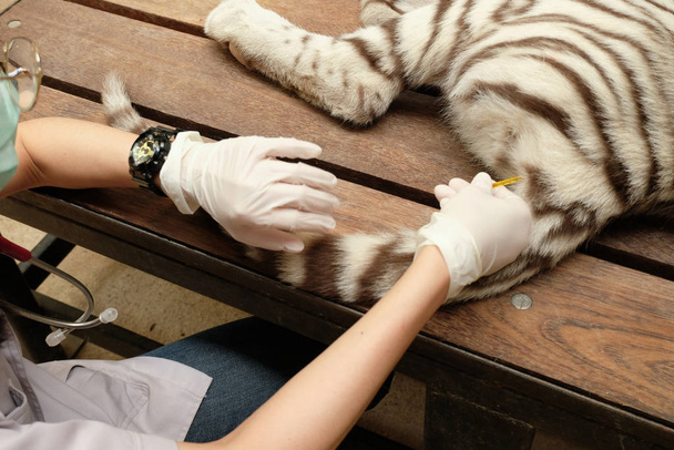 de gezondheid van de tijger controleren  - Foto, afbeelding