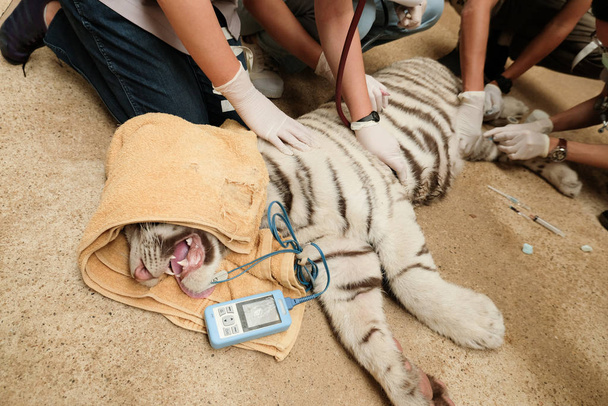 перевірка стану здоров'я тигра
  - Фото, зображення