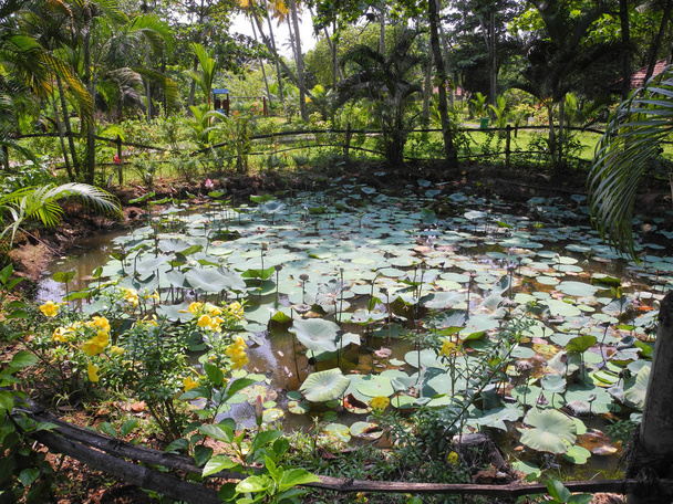 Tropical Lily pond in Kerala Kochi - Фото, изображение