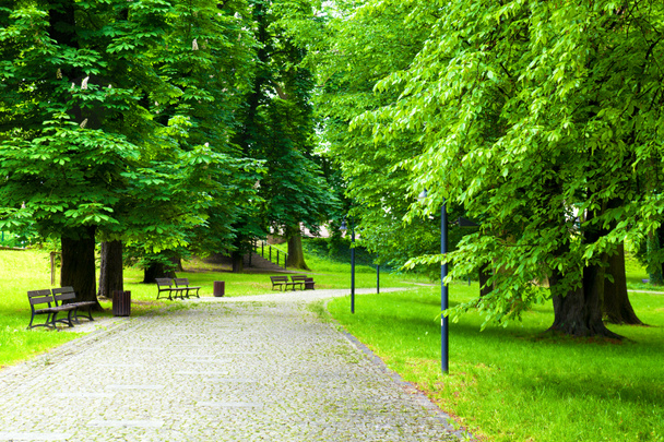 Park in Spring - Photo, Image