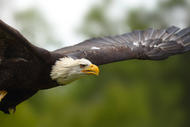 The bald eagle (Haliaeetus leucocephalus) , portait of big female with color background. Big eagle portrait in flight. - Фото, изображение
