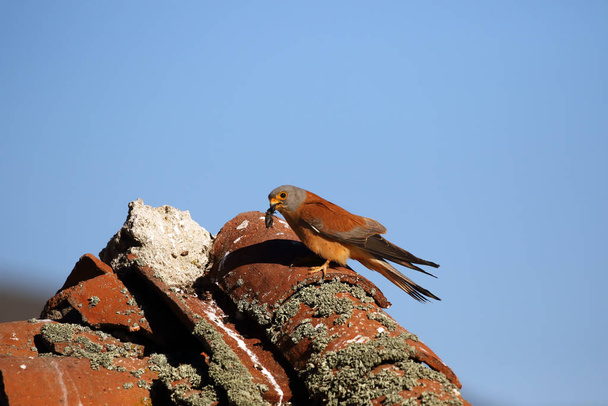 Menší kestrel (Falco naumanni) sedí na střeše domu s broukem v zobáku. - Fotografie, Obrázek
