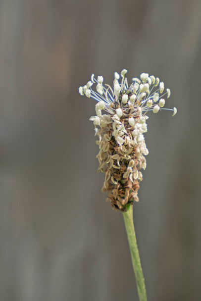 Primo piano del fiore di una ribwort
 - Foto, immagini