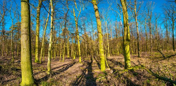 苔とリッチで覆われた早春の森のパノラマビュー - 写真・画像