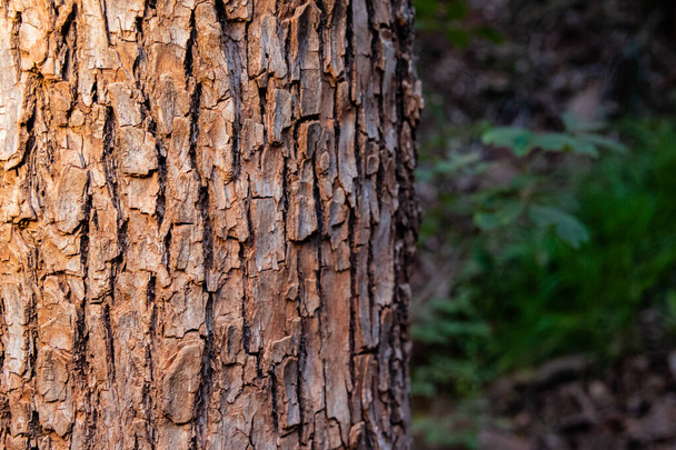 Теплый лес Фон текстура
 - Фото, изображение