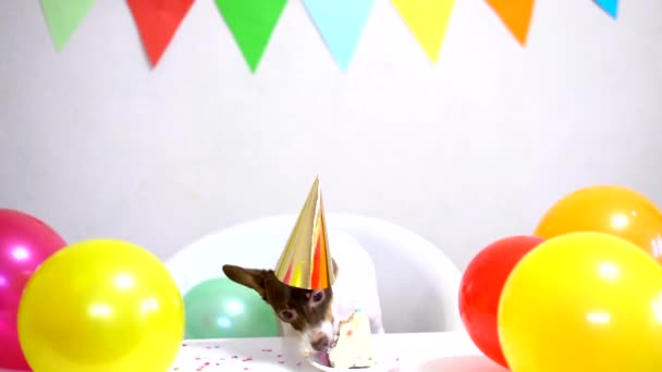 Χαριτωμένο μικρό αστείο σκυλί με μια τούρτα γενεθλίων και ένα καπέλο κόμμα γιορτάζει τα γενέθλια - Πλάνα, βίντεο