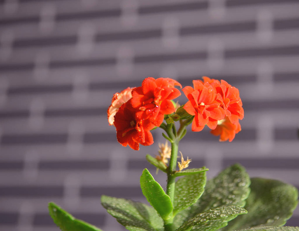 Cyclamen à différents stades de floraison. Petites fleurs rouges. Soins pour les fleurs à domicile
. - Photo, image