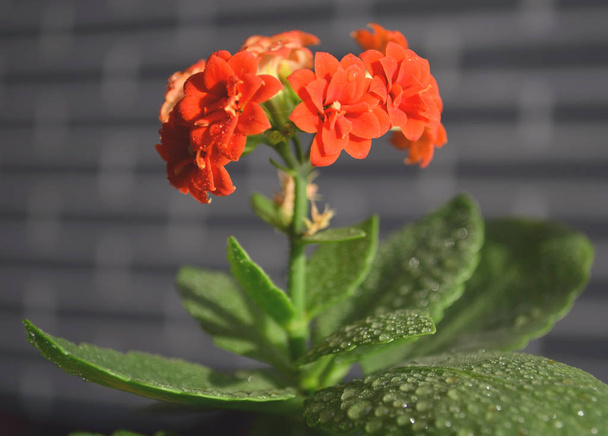 Cyclamen in verschiedenen Stadien der Blüte. rote kleine Blüten. Pflege für Hausblumen. - Foto, Bild