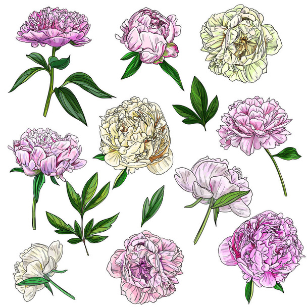 Peonies and leaves, botanical set of flowers and buds - Vettoriali, immagini