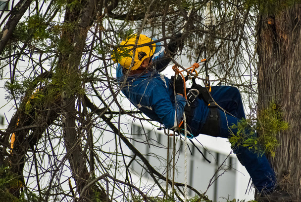 Arborist χρησιμοποιώντας τον εξοπλισμό ασφαλείας του για την εκτέλεση εργασιών κλαδέματος δέντρων - Φωτογραφία, εικόνα