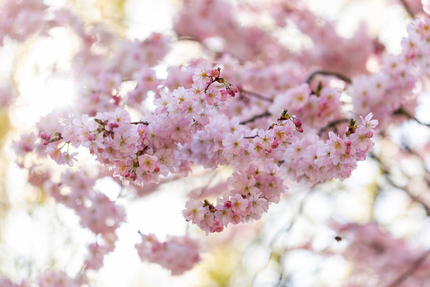 Detalle de una cereza japonesa
 - Foto, imagen