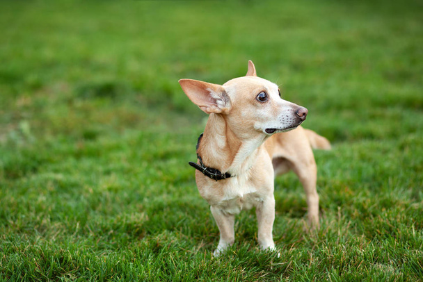 Hladký čivavský pes na procházce. Zrzavá čivava v letní zelené trávě. V podzimním dni se v parku procházel pes. Koncept domácích mazlíčků. Šťastný mazlíček v divočině. Jdi se psem. pes čeká  - Fotografie, Obrázek