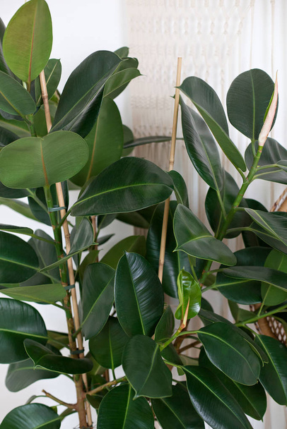 close-up van groene ficus plant, minimalistische stijl. Ficus elastica plant (rubberboom) met witte ondergrond. Rubber vijg grote gladde groene blad (ficus benjamina, ficus microcarpa). binnenbloemen - Foto, afbeelding