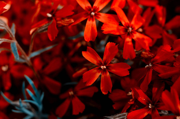 Kaunis kirkkaan punainen värillinen leimukukka subulata lähikuva. Kevään kasvitieteellinen tausta
. - Valokuva, kuva