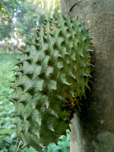 soursop (Annona muricata L. / sirsak / durian belanda) hanging on the tree in the garden - Photo, Image