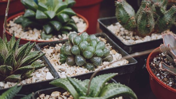 Different potted cactus succulents in shop, market. Cactus and succulent plants nursery background - Photo, Image