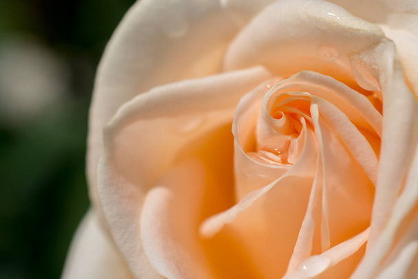 Rosa fresca colorida en vista cercana
 - Foto, Imagen