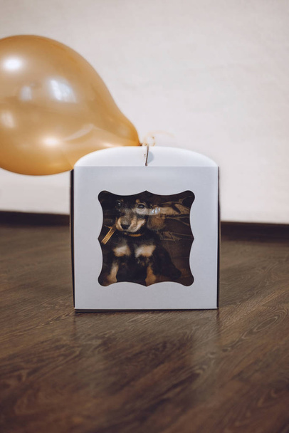 Welpe als Geschenk für Kind. niedliches Dackelbaby mit Schleife in Geschenkbox mit gelbem Luftballon - Foto, Bild