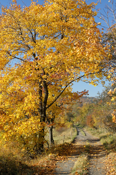 őszi fa - Fotó, kép