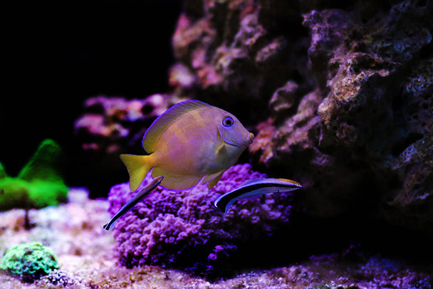 Two Bluestreak cleaner wrasses cleaning parasites from Blue Atlantic Tang  - Photo, Image
