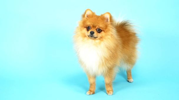 cute red pomeranian on a blue background. pets little dogs - Foto, immagini