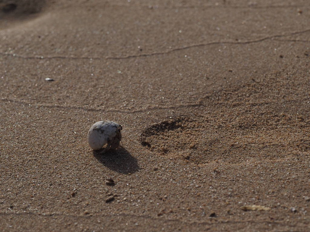 krab in de gootsteen op het zand - Foto, afbeelding
