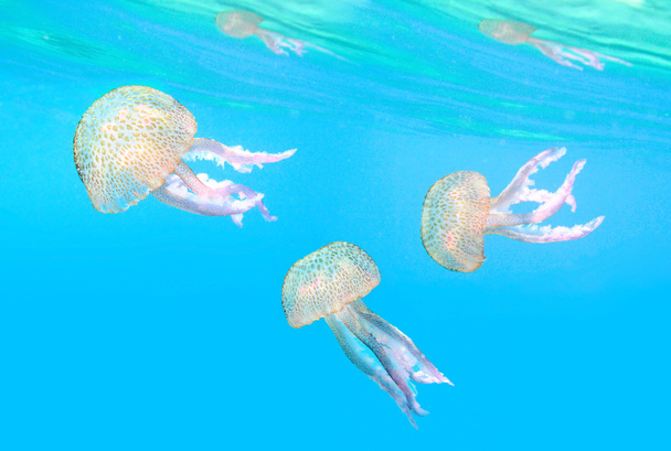 leylak rengi stinger bilinen tehlikeli denizanası - Fotoğraf, Görsel