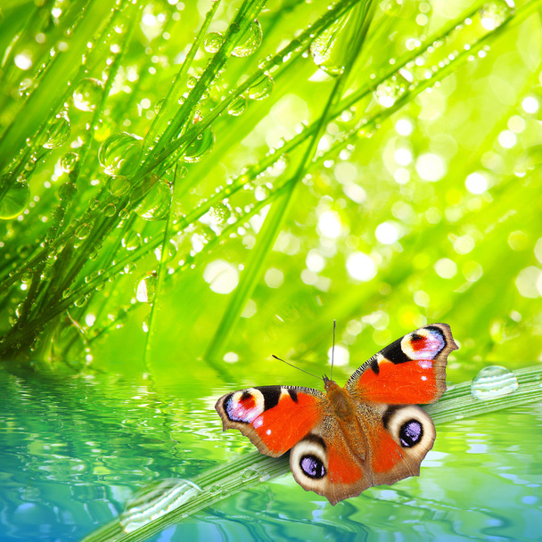 Свежая утренняя роса на весенней траве и бабочке
 - Фото, изображение