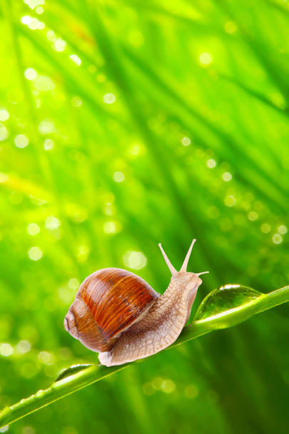 Speedy snail on a dewy grass. - Photo, Image