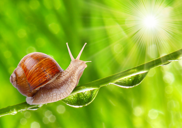 Edible snail (Helix pomatia) on the grass. - Photo, Image