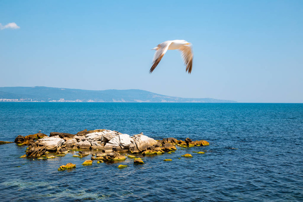 Black sea and seagull in Nessebar, Bulgaria - Фото, изображение