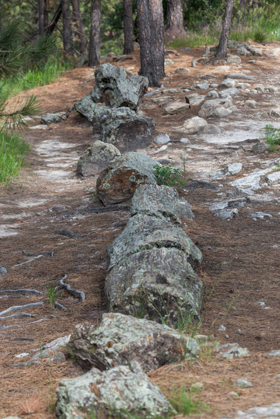 Black Hills Drewno skamieniałe - Zdjęcie, obraz
