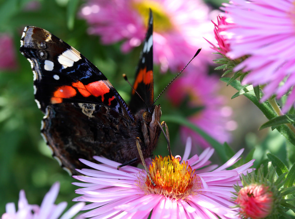 Red Admiral butterfly - Photo, Image