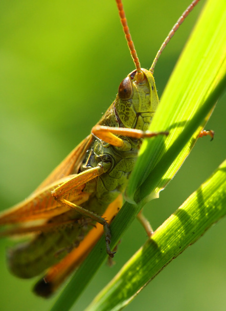 zöld szöcske - Fotó, kép