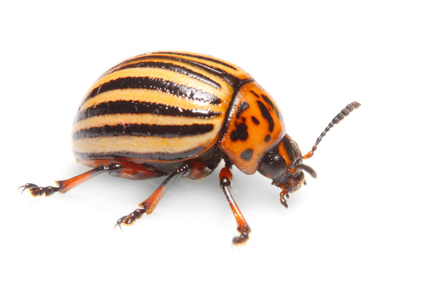 The Colorado potato beetle - Photo, Image