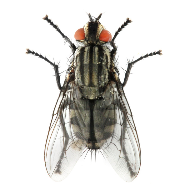The House Fly - Photo, Image