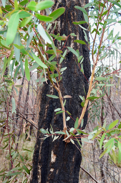 Евкаліптове дерево, що показує ознаки відновлення після попереднього пожежі
 - Фото, зображення