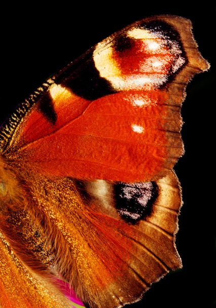 European Peacock butterfly - Photo, Image