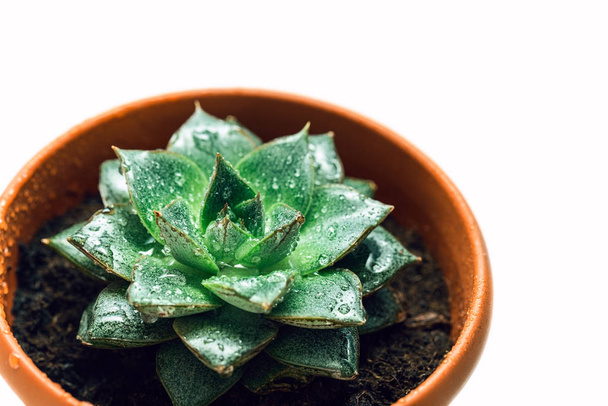 Green succulent in the shape of a star, juicy potted houseplant moistened with water, home floriculture - Fotoğraf, Görsel