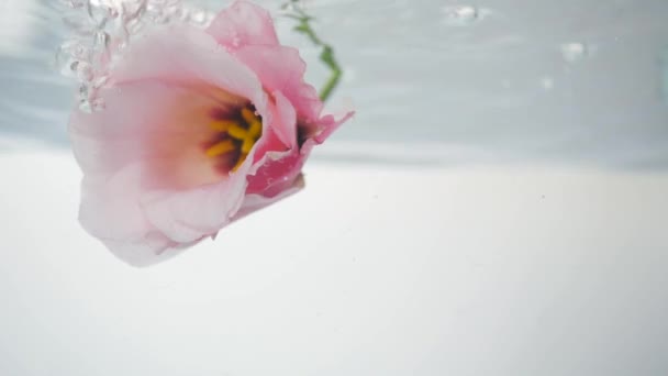 Beautiful eustoma of pink color is found in fresh, crystal clear water. A stream of water pours from above and bulbs appear. Close up view of nice flower. Fresh plant with spa procedure. - Footage, Video