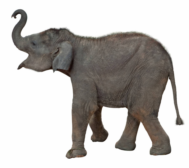 elefantenbaby exempted with clipping path - Valokuva, kuva