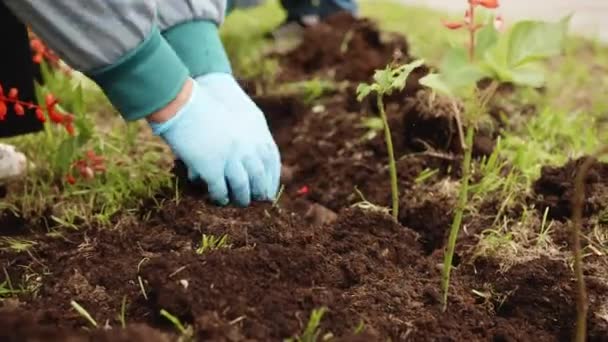 woman plant flowers city park garden greenery city gardener work floral cultivation skills people group soil background groundkeeper activity spring time grass weed horticulture concept - Filmmaterial, Video