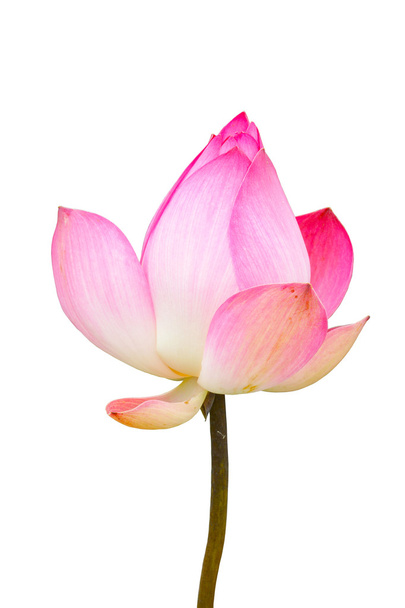 Beautiful white and pink lotus (Nelumbo nucifera) - Foto, Imagem