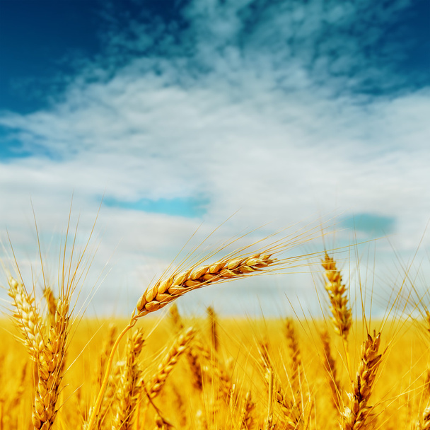 golden harvest under blue cloudy sky - Photo, Image