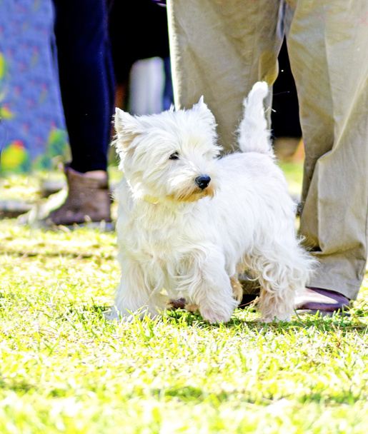 West Highland Fehér Terrier - Fotó, kép